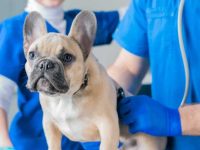 狗狗用美洛昔康剂量表:风险、副作用、剂量的应用与风险指南