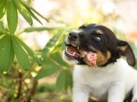 狗狗可以吃鸡爪吗?狗狗饮食中的禁忌与健康建议!