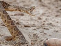 响尾蛇咬了你的狗该怎么办?狗对响尾蛇有免疫力吗?