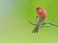 红雀的历史起源于哪个国家?红雀5个令人难以置信的发现!