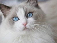 布偶猫要多少钱一只?布偶猫性格及特征大盘点!