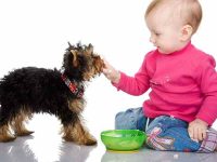 狗狗可以吃婴儿食品吗?狗狗的营养需求与注意事项!