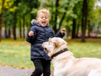 狗狗无缘无故咬自己家里的人?背后的原因你知道几个?