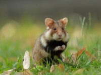 仓鼠起源于哪个国家?仓鼠令人难以置信5个秘密!