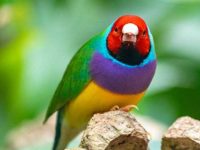 七彩文鸟:从起源到性格特征的全方位解读