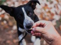 狗患心丝虫病不治疗能存活吗?什么原因导致狗狗感染心丝虫病?