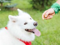 狗狗可以安全食用的4种坚果与风险避坑指南