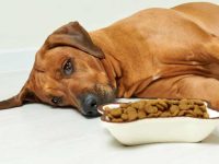 狗狗吐了白色泡沫该怎么办?狗狗吐泡沫的10个原因及治疗方法!