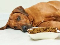 食欲下降导致狗狗体重过轻怎么办?狗狗消瘦的原因与改善方法!