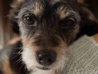 狗狗蹭你脸的真正含义,其实代表了这几个意思!