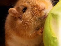 沙鼠的历史来源自于哪里?沙鼠外貌和生活特征详解!