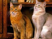 索马里猫要多少钱一只?索马里猫的品种历史由来!