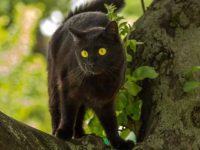 孟买猫是什么品种的猫?孟买猫多少钱一只?