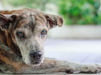 狗狗腹泻如何在家调理呢?狗狗会腹泻的7种常见原因!