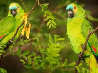 亚马逊鹦鹉的种类有哪几种?亚马逊鹦鹉的起源和历史
