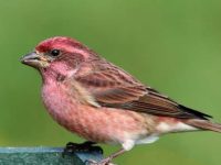 哪里可以找到紫雀?紫雀鸟的外貌特征长什么样?