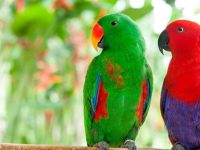 哪里可以找到折衷鹦鹉?关于折衷鹦鹉的惊人事实!