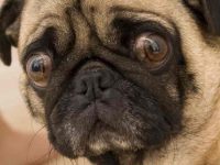 为什么狗狗在交配时会“粘”在一起?该如何处理