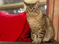 澳大利亚雾猫多少钱一只?澳大利亚雾猫的外貌与性格全解析!