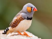 斑胸草雀历史来源于哪个国家?斑胸草雀外貌有什么特点?