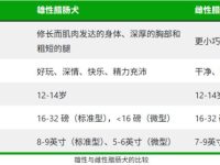雄性腊肠犬与雌性腊肠犬的8个主要区别及特征解析