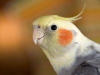 玄凤鹦鹉起源于哪个国家的品种?玄凤鹦鹉外貌特点与饲养管理全解析!