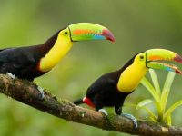 巨嘴鸟的外观和行为有什么特点?哪里可以找到巨嘴鸟?