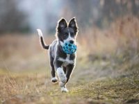 寿命长的狗狗品种排名?兽医极力推荐的5种顶级爱犬!