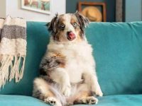 狗狗为什么总是舔皮沙发?狗狗不停舔沙发的6个原因!