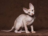 斯芬克斯无毛猫要多少钱一只?揭秘斯芬克斯猫的前世今生!