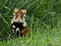 关于仓鼠的10个令人惊讶的发现