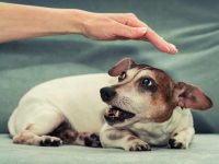 一摸狗狗就哼哼怎么回事?抚摸狗狗时它们咆哮的原因!