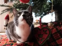 如何防止猫咪破坏圣诞树?让猫咪远离圣诞树的7个秘诀!