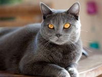 沙特尔猫多少钱一只?沙特尔猫性情及优点的全解析!