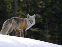 家犬可以和狐狸繁殖吗?家犬和狐狸有亲缘关系吗?