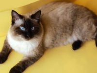 伯曼猫多少钱一只?适合有孩子的家庭吗?