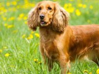 《小姐与流浪汉》里的淑女是什么品种的狗?