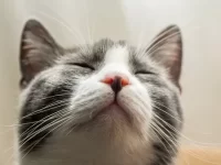 关于猫须你不知道的10个有趣事实,养猫多年,都未必全知道!