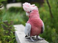 凤头鹦鹉的历史起源于哪里?凤头鹦鹉的外貌特征全方位解读