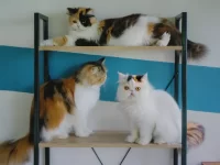 什么是三色猫?为什么雄性三色猫如此稀有?