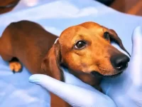 狗狗黄疸的早期症状有哪些?狗狗黄疸的原因及治疗方法!