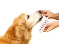 酮康唑对狗狗有哪些用途?酮康唑的用法及注意事项!
