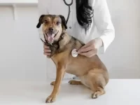 狗狗晕厥是什么症状?狗狗昏厥的原因解析和治疗方法!