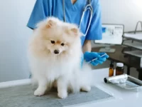 狗狗有血栓病怎么治疗?狗狗血栓病的症状和治疗建议!