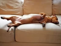 狗狗的低血糖症状有哪些?狗低血糖的原因及治疗方法!