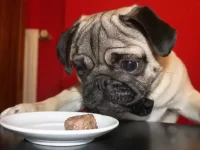 人吃的肉丸狗可以吃吗?肉丸对狗安全吗?