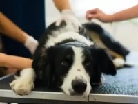 狗狗结肠炎的症状有哪些?什么原因导致狗患结肠炎?