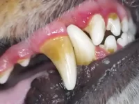 狗狗狗牙龈炎最初的症状有哪些?狗牙龈炎的原因及治疗方法!