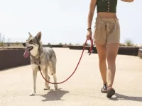 我应该让我的狗走在我前面吗?
