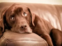 如何训练你的狗远离沙发?训犬师让宠物远离家具的实用建议!